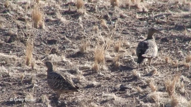 Namaqua Sandgrouse - ML201829881