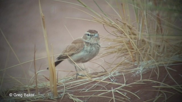 Alouette à dos roux (erythrochlamys) - ML201829891