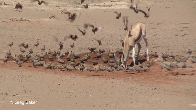 Namaqua Sandgrouse - ML201829941