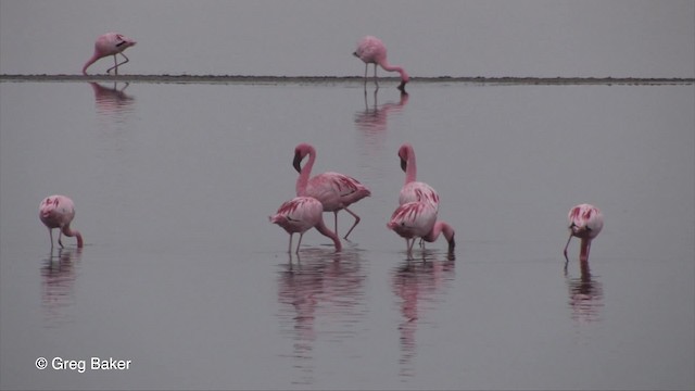 Lesser Flamingo - ML201829981