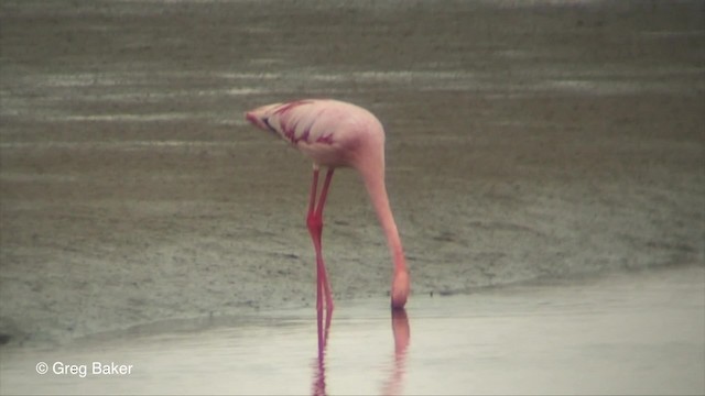 Lesser Flamingo - ML201829991