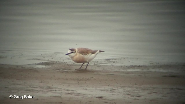 White-fronted Plover - ML201830001