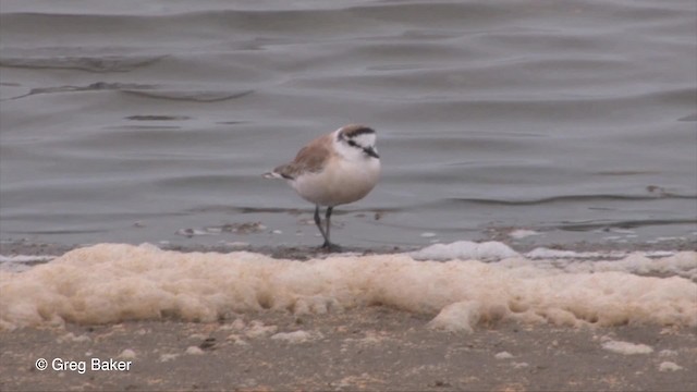 White-fronted Plover - ML201830011