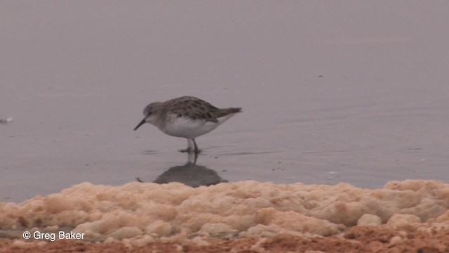 Little Stint - ML201830021