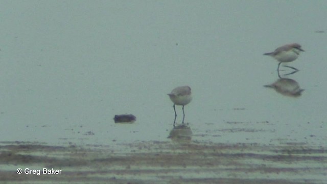 Chestnut-banded Plover - ML201830031