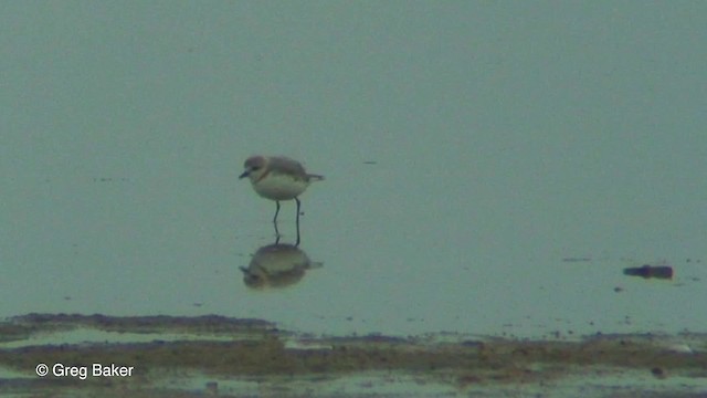 Chestnut-banded Plover - ML201830041