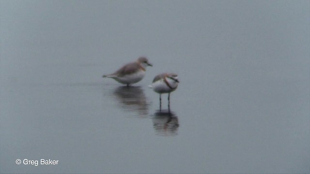 Chestnut-banded Plover - ML201830051