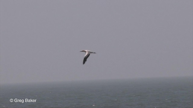 Cape Gannet - ML201830061