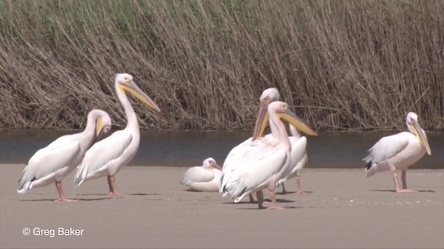 Great White Pelican - ML201830071