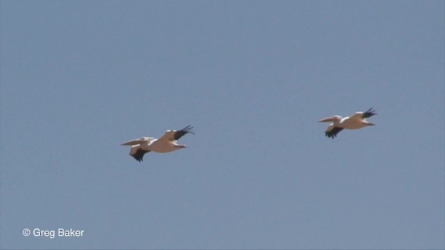 Great White Pelican - ML201830091