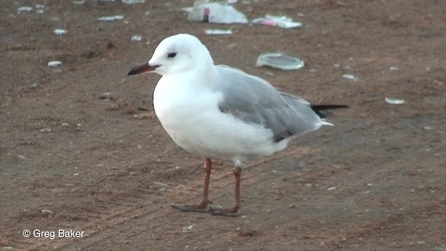 Gaviota Plateada Surafricana - ML201830111