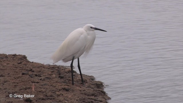 Little Egret (Western) - ML201830141