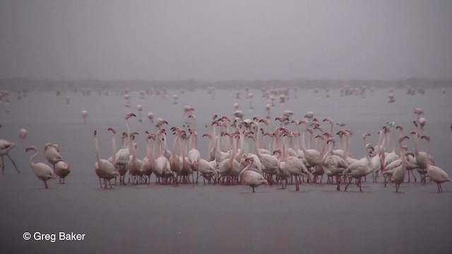 Flamant rose - ML201830151