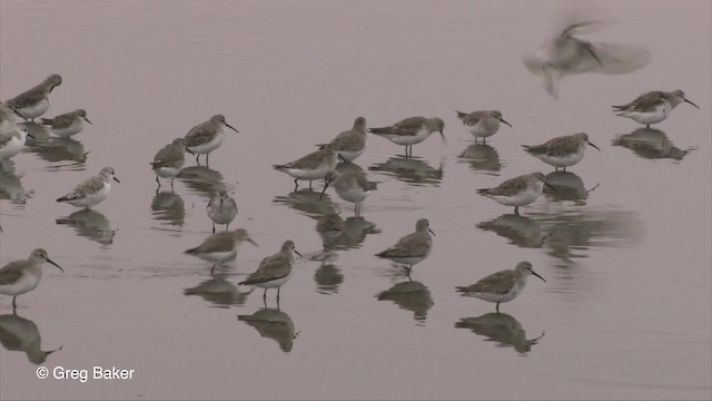 Curlew Sandpiper - ML201830171