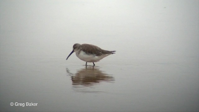 Curlew Sandpiper - ML201830181