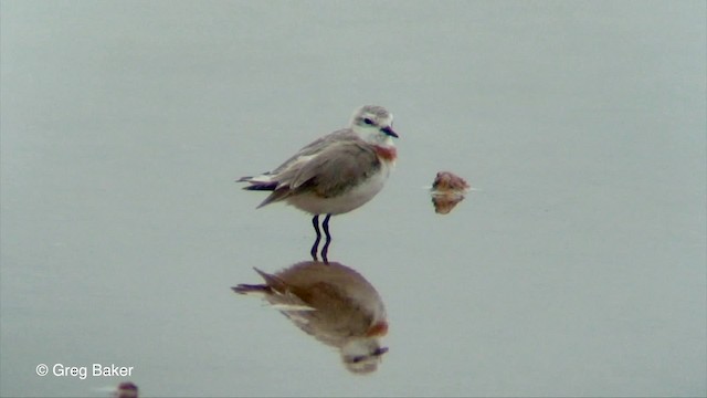 Chestnut-banded Plover - ML201830191