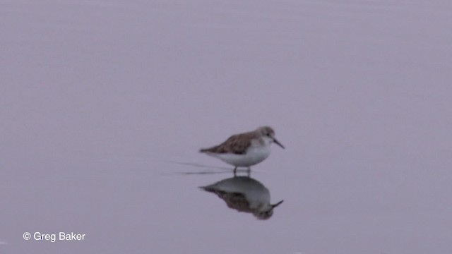 Little Stint - ML201830201