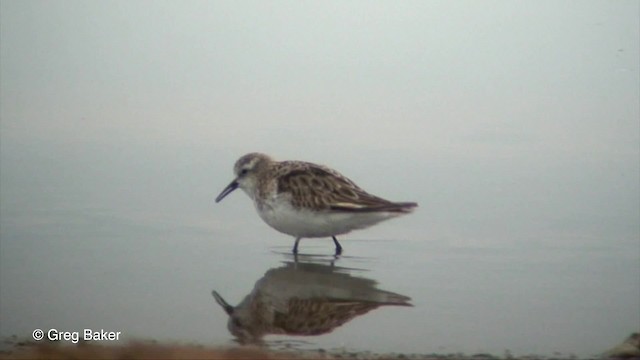 Little Stint - ML201830211