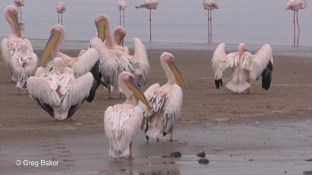 Great White Pelican - ML201830221