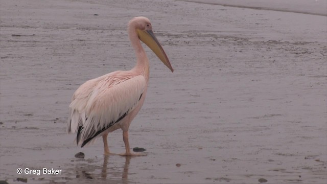 Great White Pelican - ML201830231