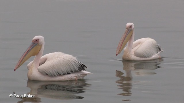 Great White Pelican - ML201830251