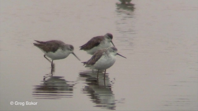 Marsh Sandpiper - ML201830261