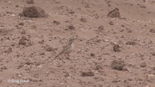 Red-capped Lark - ML201830271