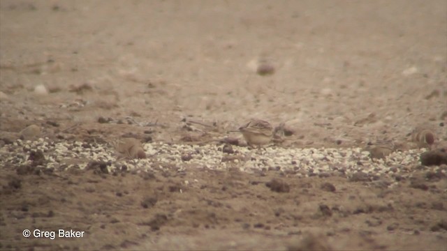 Red-capped Lark - ML201830281