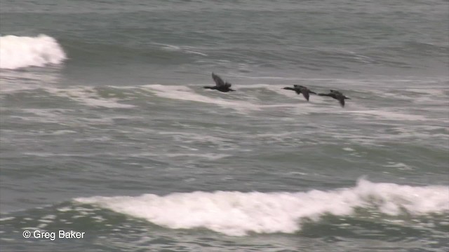 Cormorán de El Cabo - ML201830291