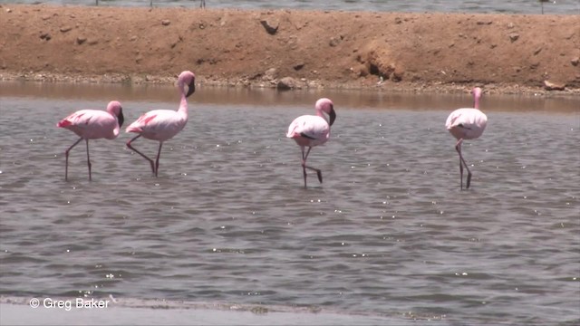 Lesser Flamingo - ML201830301