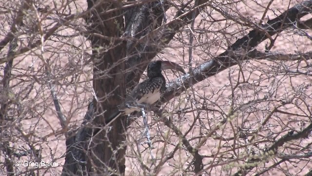 zoborožec namibijský - ML201830331