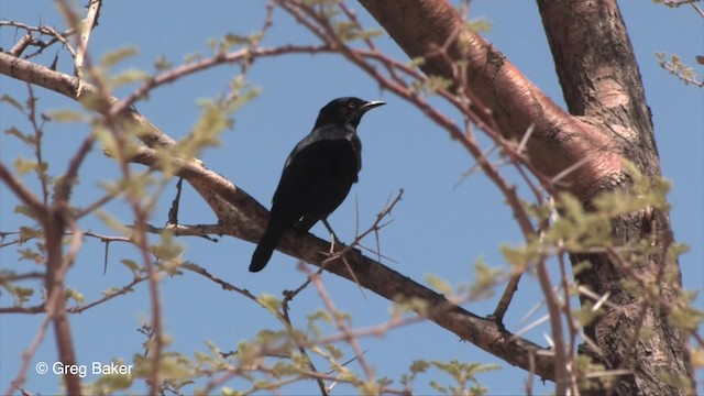 Cape Starling - ML201830341