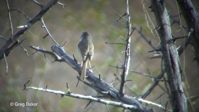 Black-chested Prinia - ML201830411