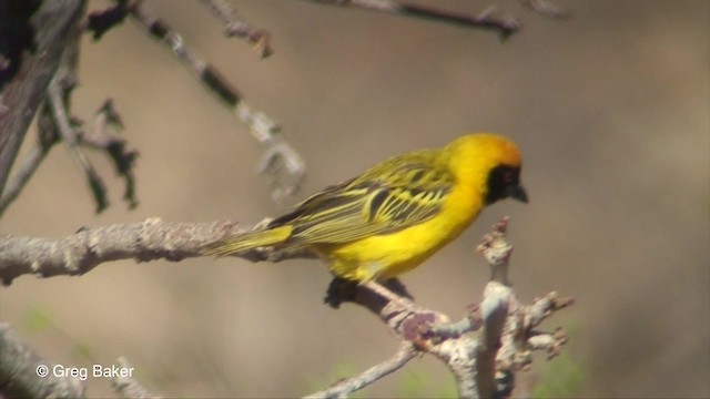 Southern Masked-Weaver - ML201830421