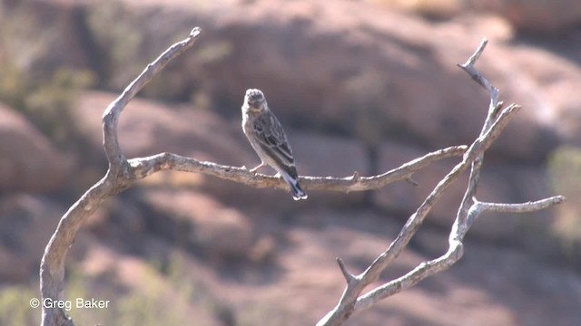 Black-throated Canary - ML201830431