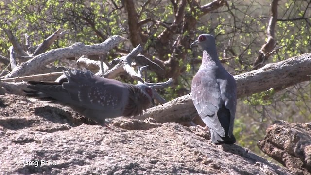 ウロコカワラバト - ML201830441