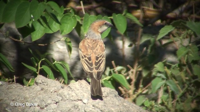 Great Rufous Sparrow - ML201830451