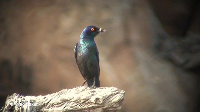 Estornino de El Cabo - ML201830491