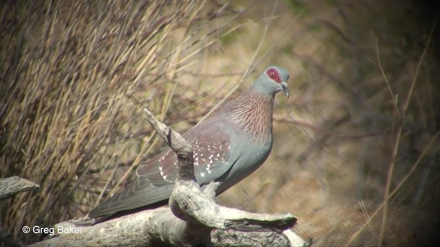 ウロコカワラバト - ML201830521