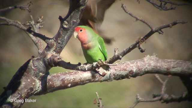 桃臉愛情鳥 - ML201830531