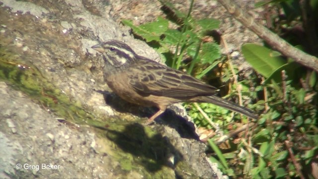 Cinnamon-breasted Bunting - ML201830541