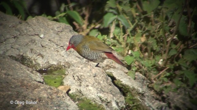 ニシキスズメ - ML201830561