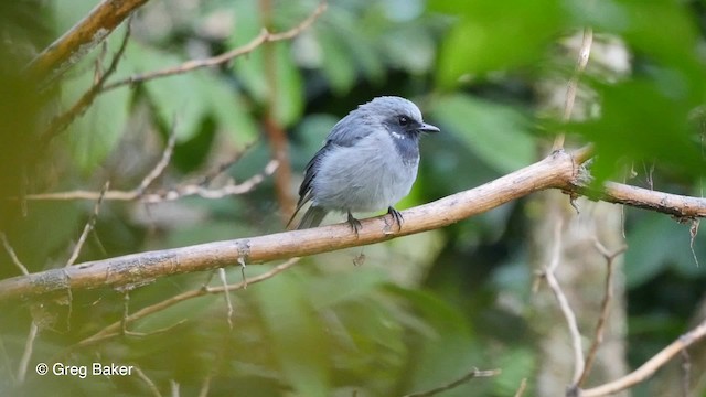 Petroica Gorjinegra - ML201830581