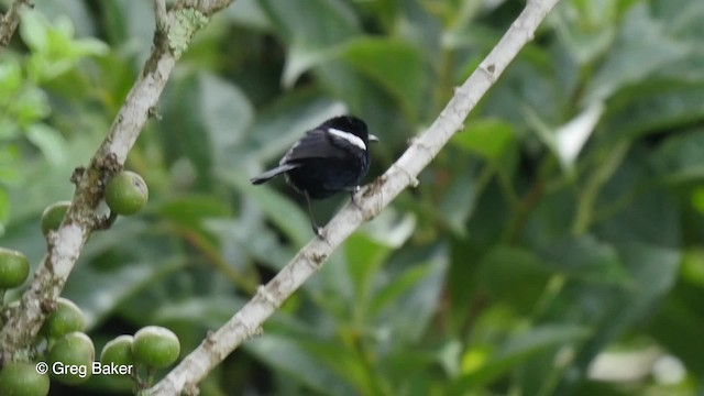 White-shouldered Fairywren - ML201830601