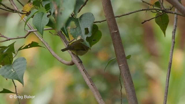 papuasanger (poliocephalus gr.) - ML201830611