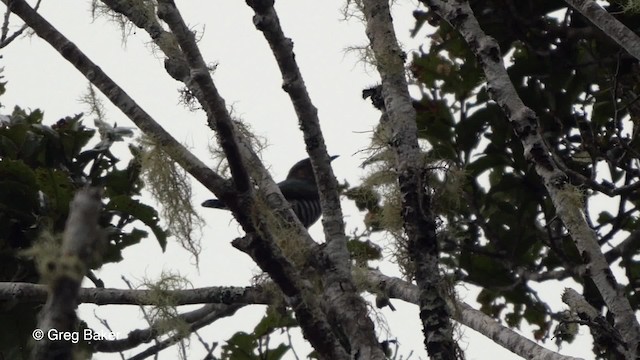 Rufous-throated Bronze-Cuckoo - ML201830691