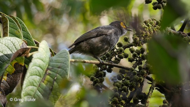 Smoky Honeyeater - ML201830701