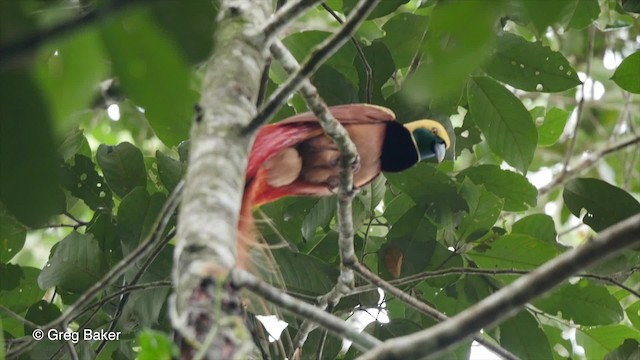 Raggiana Bird-of-Paradise - ML201830781