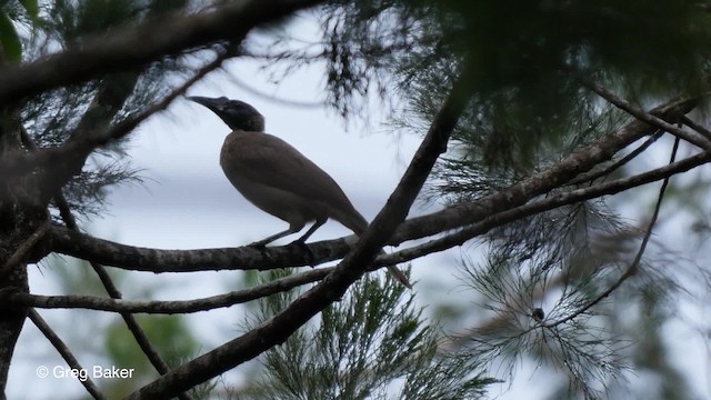 Polochion casqué (novaeguineae) - ML201830791