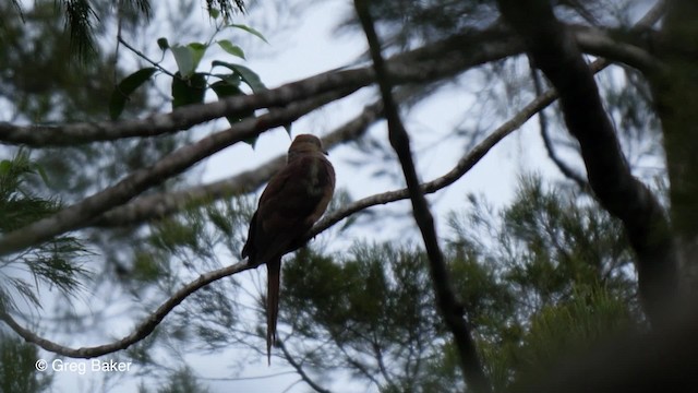 Amboyna Cuckoo-Dove - ML201830801